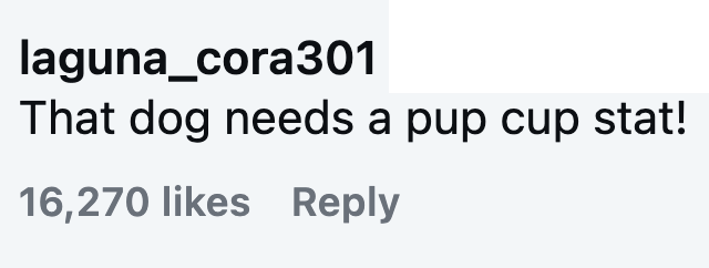 laguna_cora301 That dog needs a pup cup stat! 16,270 likes Reply