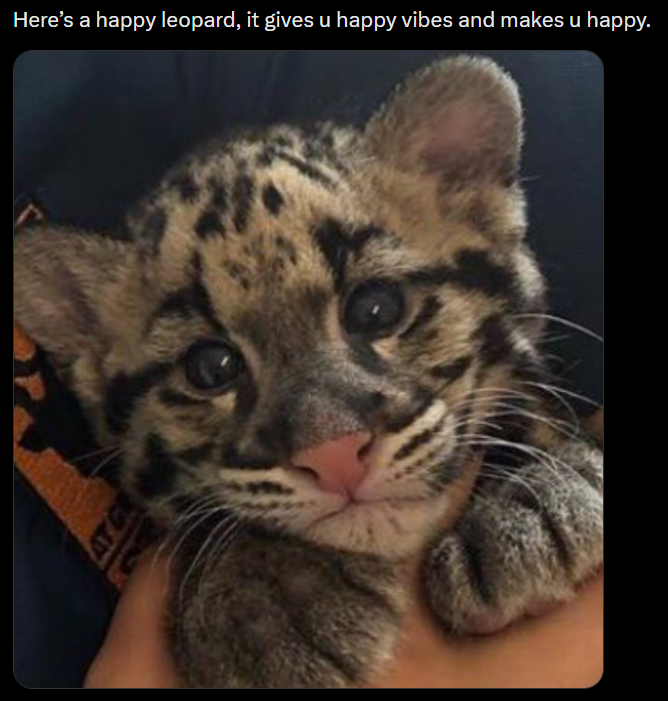 AT C Here's a happy leopard, it gives u happy vibes and makes u happy.