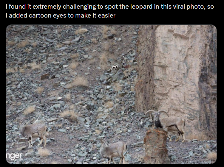 I found it extremely challenging to spot the leopard in this viral photo, so I added cartoon eyes to make it easier nger