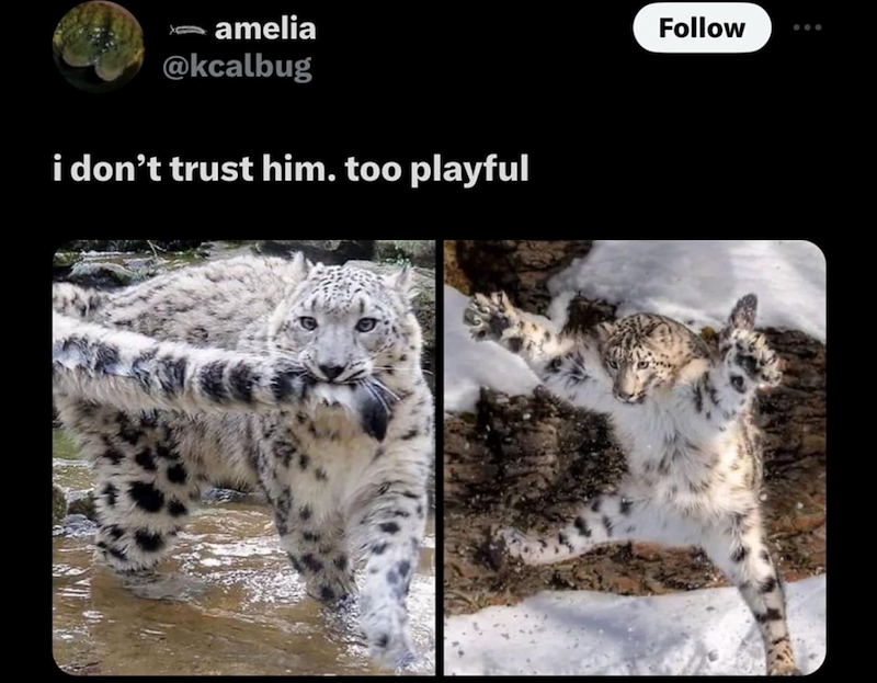 amelia @kcalbug i don't trust him. too playful Follow
