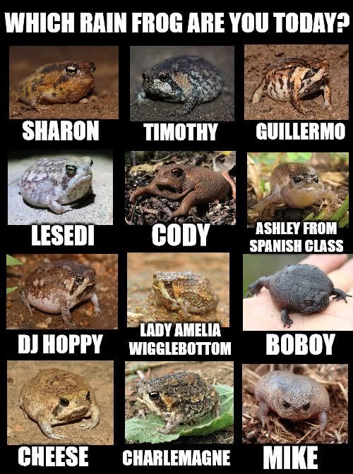 WHICH RAIN FROG ARE YOU TODAY? SHARON TIMOTHY GUILLERMO LESEDI CODY ASHLEY FROM SPANISH CLASS LADY AMELIA DJ HOPPY WIGGLEBOTTOM BOBOY CHEESE CHARLEMAGNE MIKE