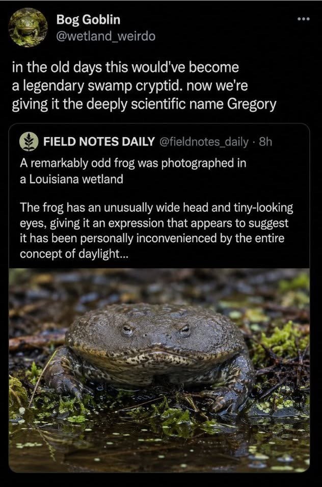 Bog Goblin @wetland_weirdo in the old days this would've become a legendary swamp cryptid. now we're giving it the deeply scientific name Gregory FIELD NOTES DAILY @fieldnotes_daily ⚫ 8h A remarkably odd frog was photographed in a Louisiana wetland The frog has an unusually wide head and tiny-looking eyes, giving it an expression that appears to suggest it has been personally inconvenienced by the entire concept of daylight...