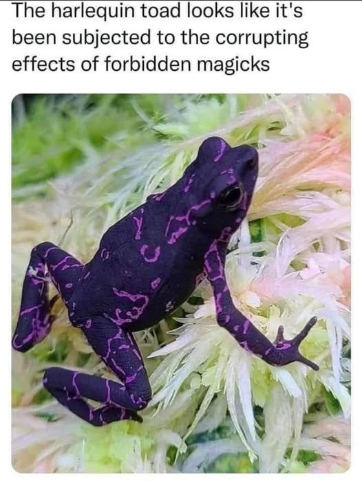 The harlequin toad looks like it's been subjected to the corrupting effects of forbidden magicks
