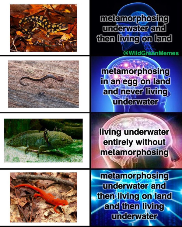 metamorphosing underwater and then living on land @WildGreenMemes metamorphosing in an egg on land and never living underwater living underwater entirely without metamorphosing metamorphosing underwater and then living on land and then living underwater