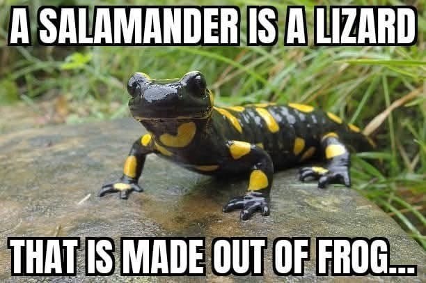 A SALAMANDER IS A LIZARD THAT IS MADE OUT OF FROG...
