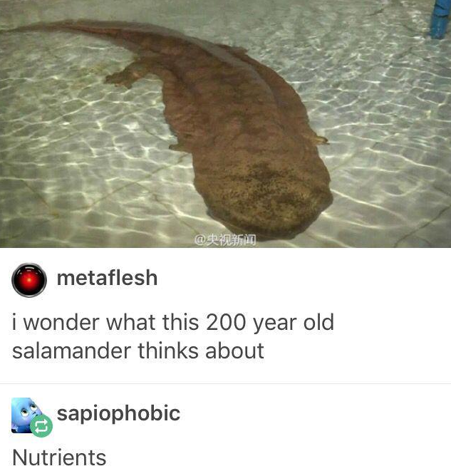 @央视新闻 metaflesh i wonder what this 200 year old salamander thinks about sapiophobic Nutrients