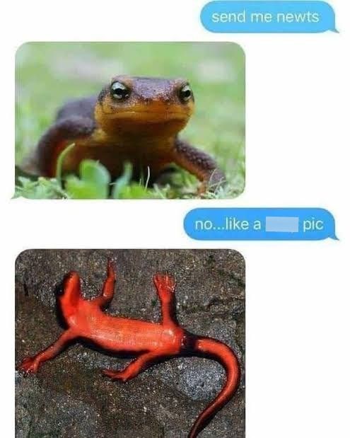 send me newts no...like a pic