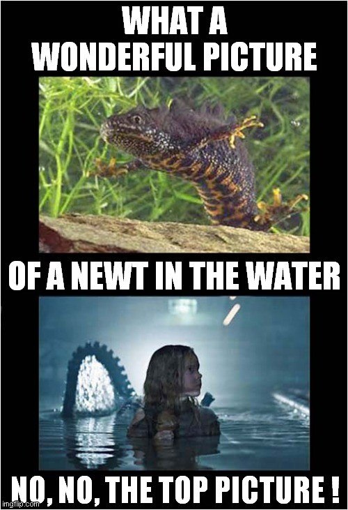 WHAT A WONDERFUL PICTURE OF A NEWT IN THE WATER NO, NO. THE TOP PICTURE! imgflip.com