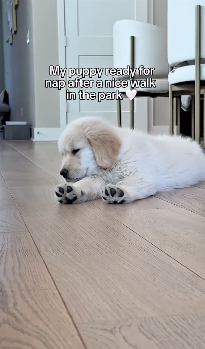 My puppy ready for nap after a nice walk in the park