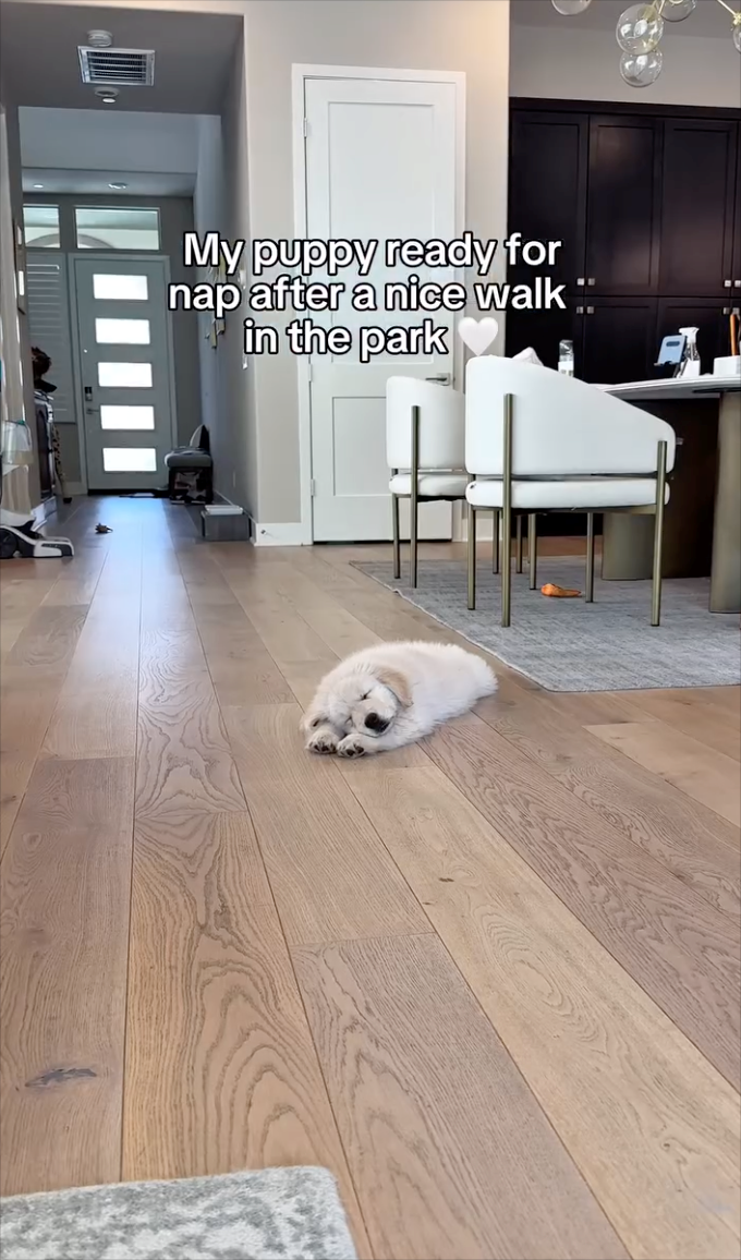 My puppy ready for nap after a nice walk in the park