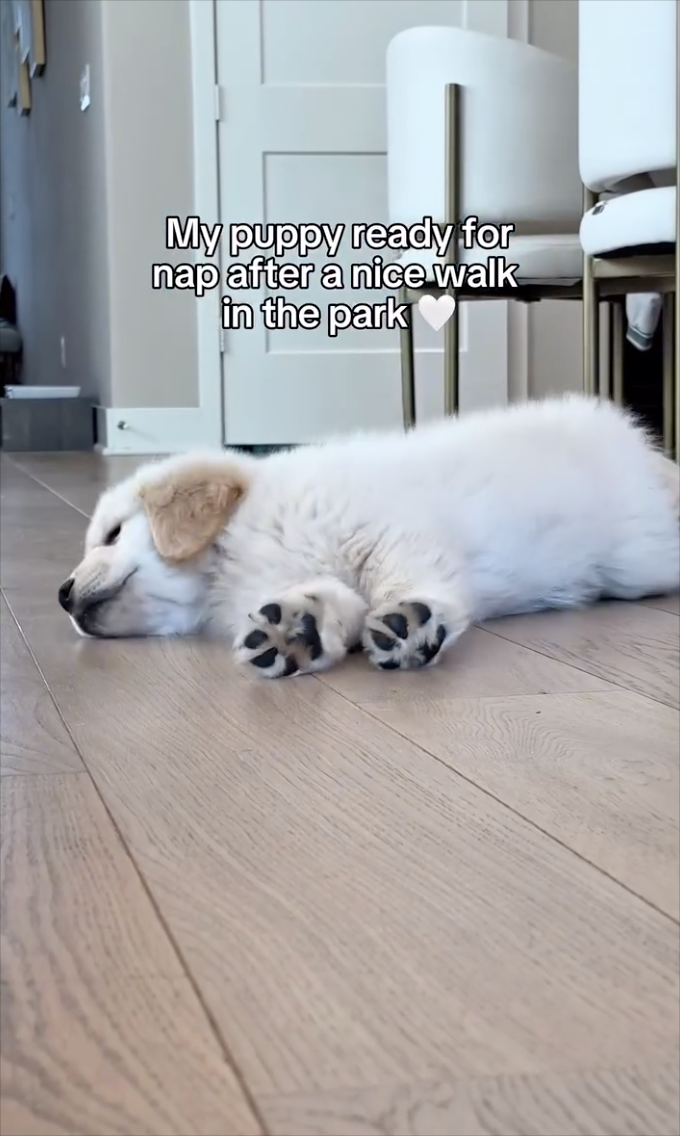 My puppy ready for nap after a nice walk in the park