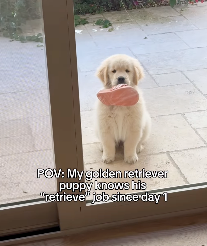 POV: My golden retriever puppy knows his "retrieve" job since day 1