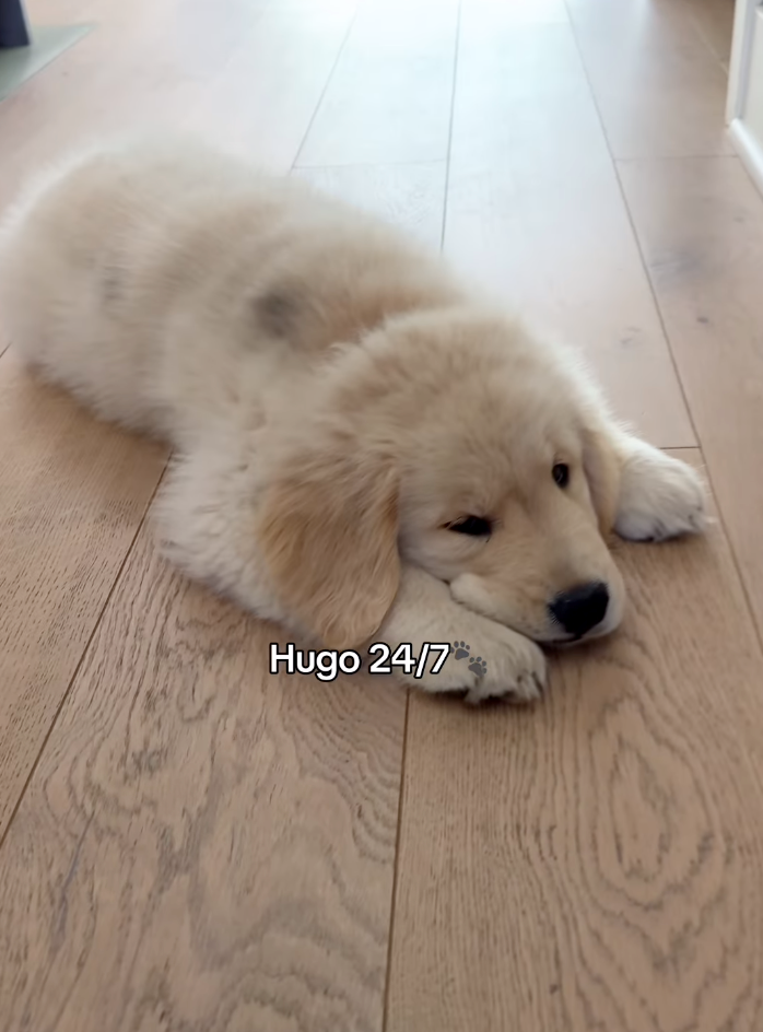 Hugo 24/7