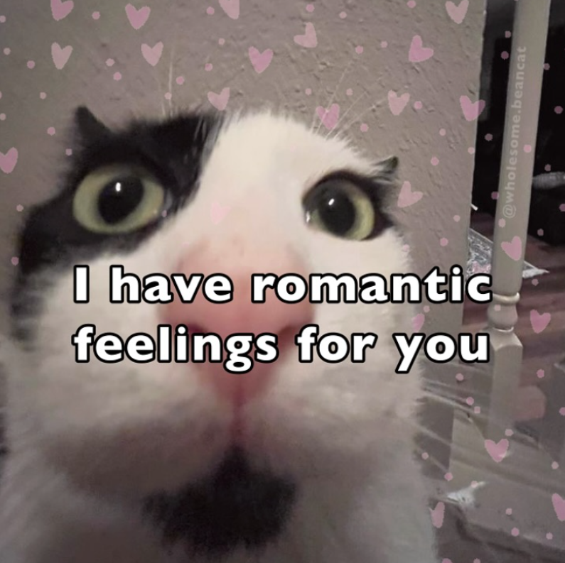 I have romantic feelings for you @wholesome.beancat