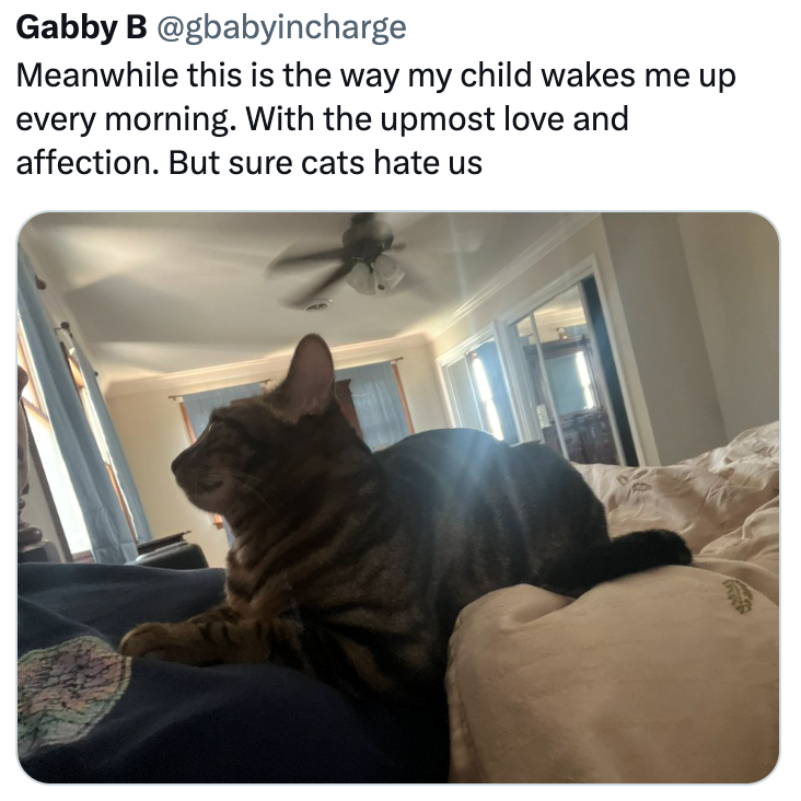 Gabby B @gbabyincharge Meanwhile this is the way my child wakes me up every morning. With the upmost love and affection. But sure cats hate us