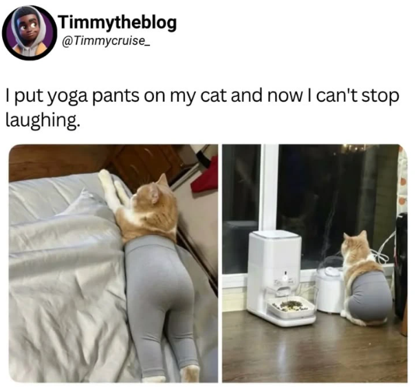 Timmytheblog @Timmycruise_ I put yoga pants on my cat and now I can't stop laughing.
