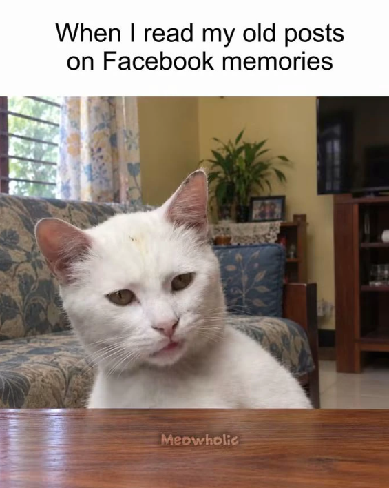 When I read my old posts on Facebook memories Meowholic