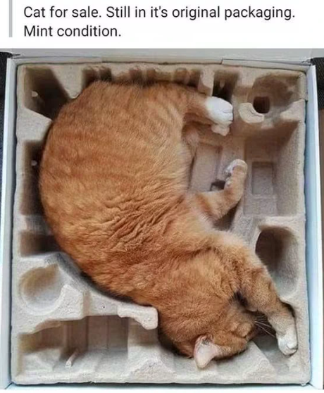 Cat for sale. Still in it's original packaging. Mint condition.