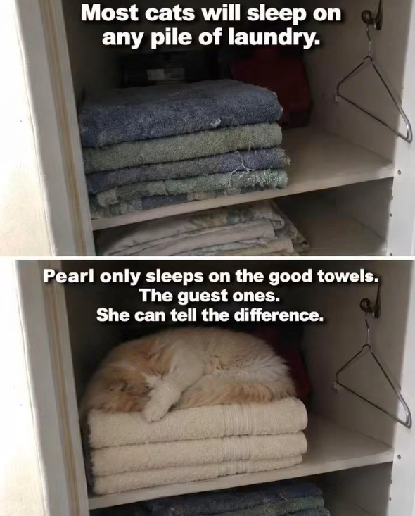 Most cats will sleep on any pile of laundry. Pearl only sleeps on the good towels. The guest ones. She can tell the difference.