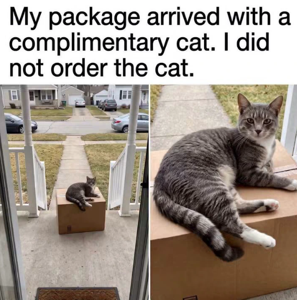 My package arrived with a complimentary cat. I did. not order the cat. HISTLETONSH