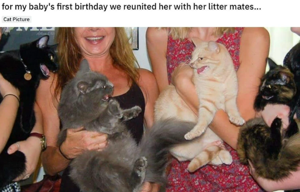 for my baby's first birthday we reunited her with her litter mates... Cat Picture