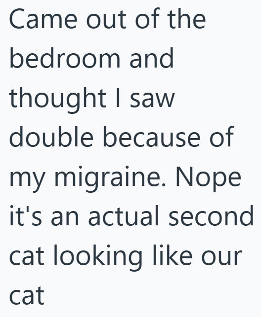 Came out of the bedroom and thought I saw double because of my migraine. Nope it's an actual second cat looking like our cat