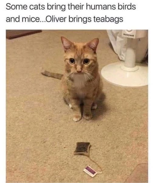 Some cats bring their humans birds and mice...Oliver brings teabags