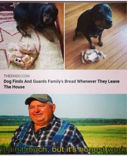 THEDODO.COM Dog Finds And Guards Family's Bread Whenever They Leave The House It ain't much, but it's honest work