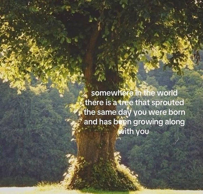 somewhere in the world there is a tree that sprouted the same day you were born and has been growing along with you