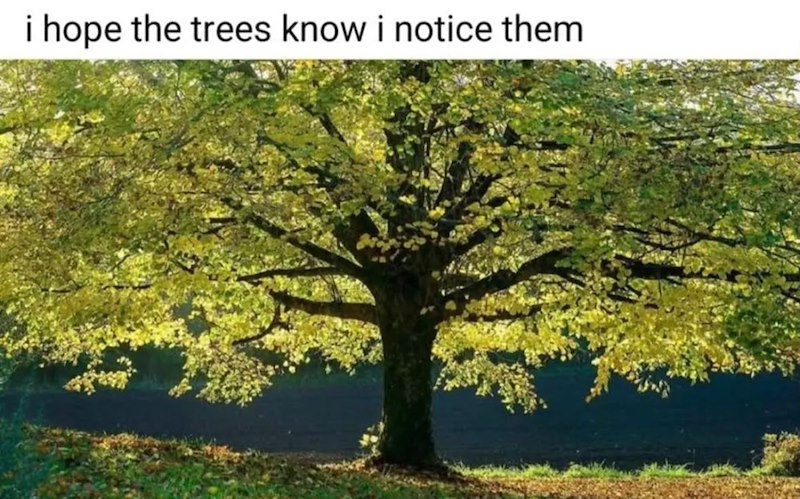 i hope the trees know i notice them