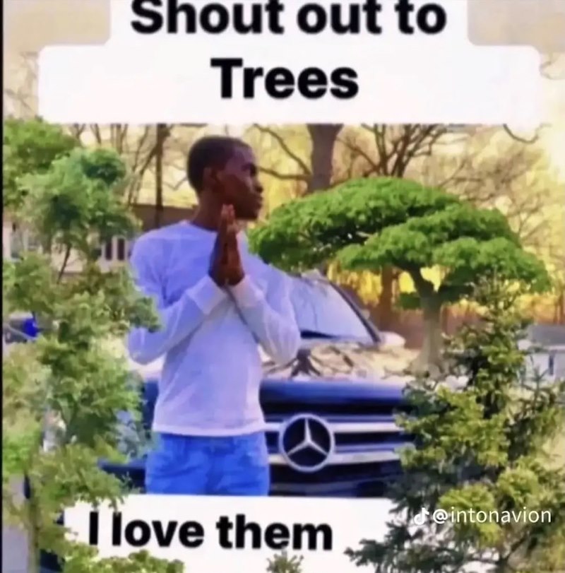 Shout out to Trees love them @intonavion