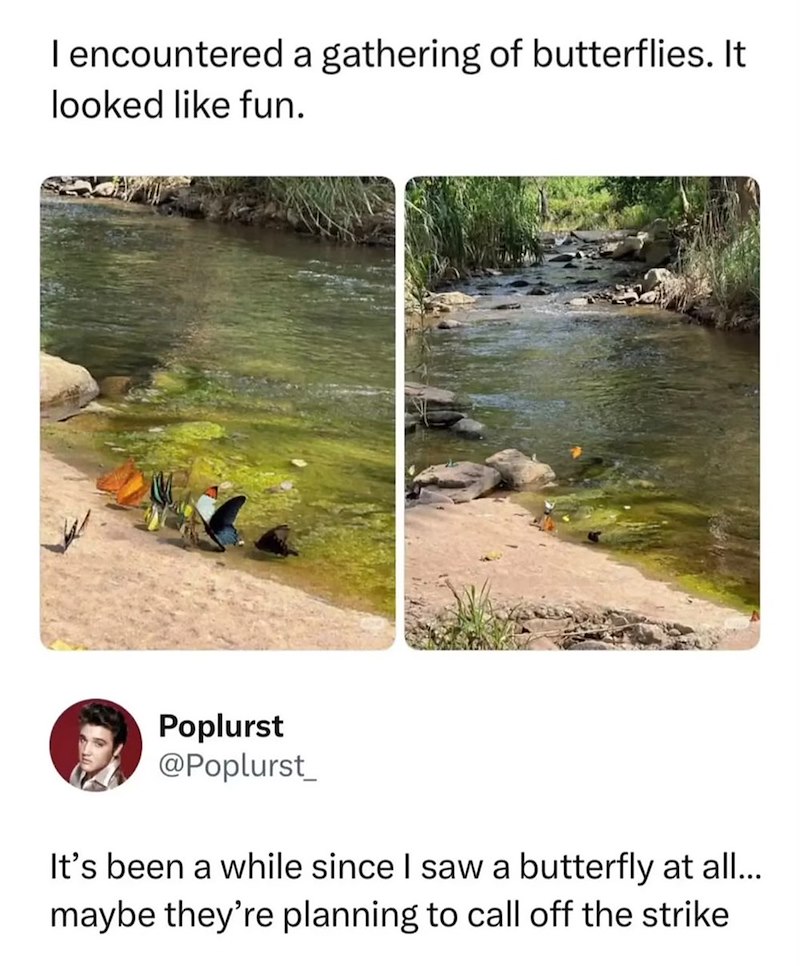 I encountered a gathering of butterflies. It looked like fun. Poplurst @Poplurst_ It's been a while since I saw a butterfly at all... maybe they're planning to call off the strike