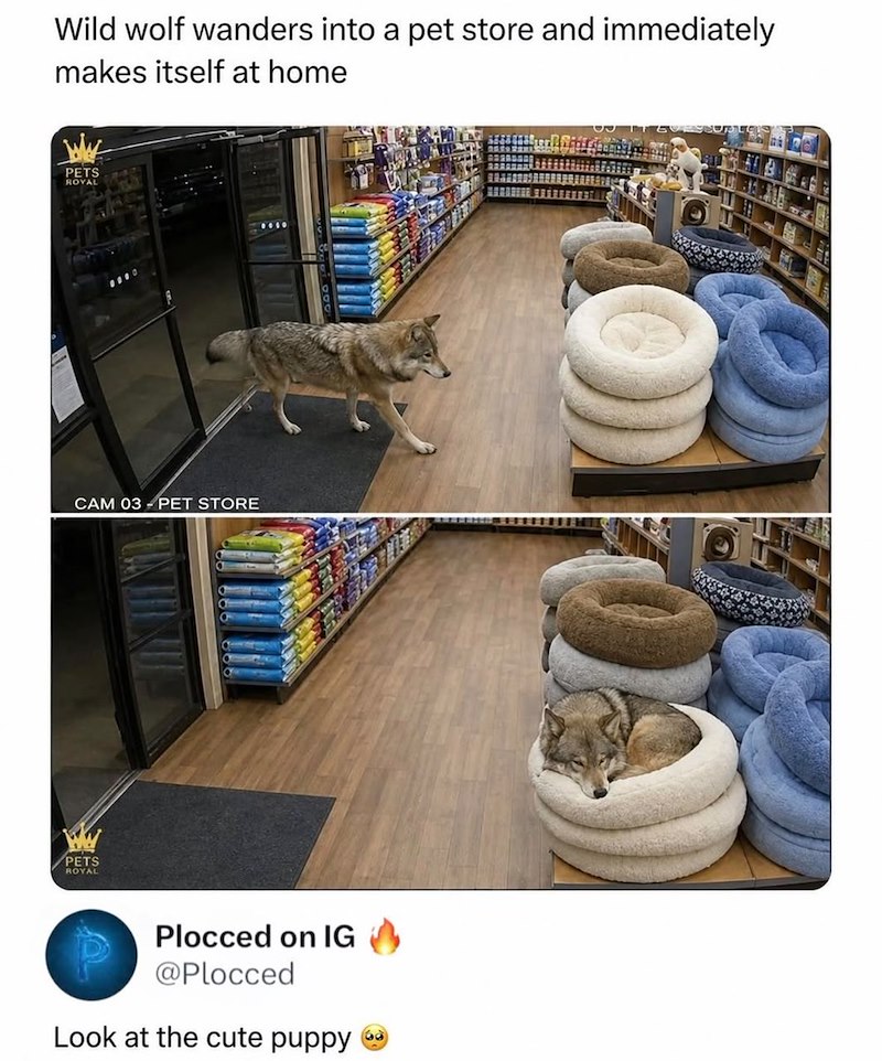 PETS ROYAL Wild wolf wanders into a pet store and immediately makes itself at home PETS ROYAL 0000 CAM 03 PET STORE Plocced on IG @Plocced Look at the cute puppy