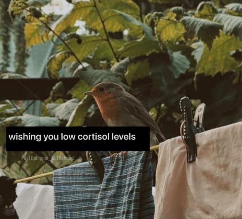 wishing you low cortisol levels alittlehippie alittlehood