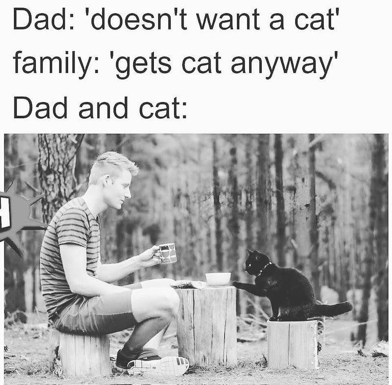 Dad: 'doesn't want a cat' family: 'gets cat anyway' Dad and cat: