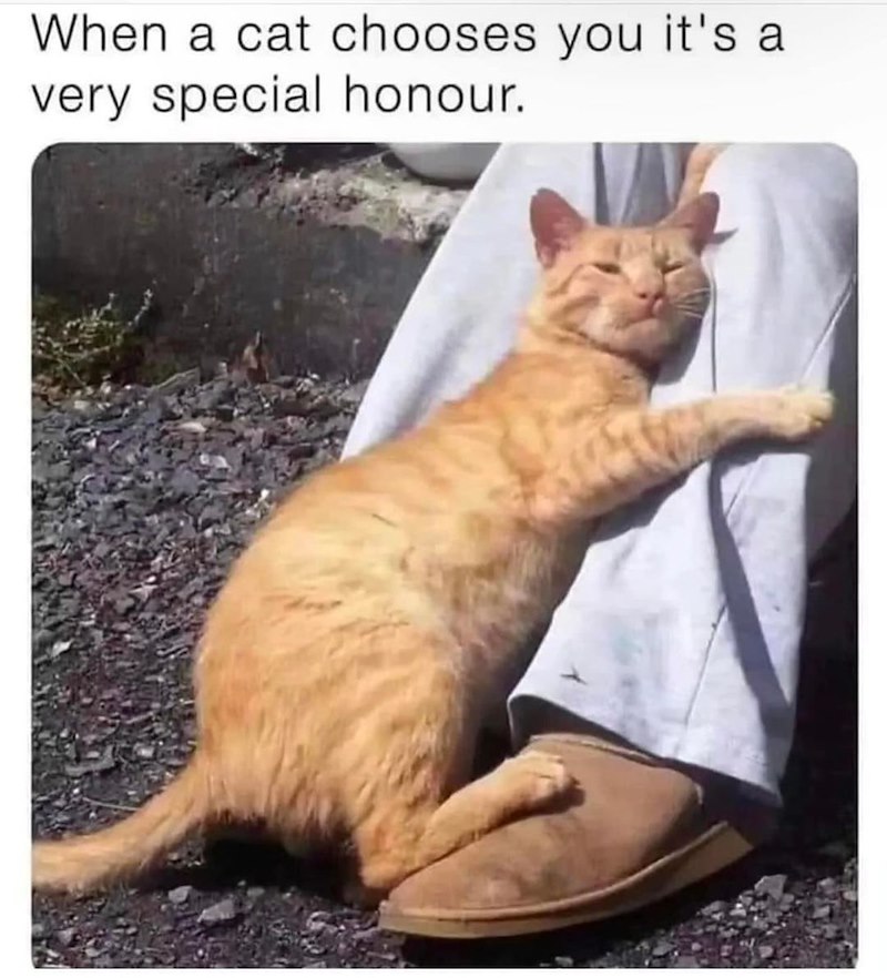 When a cat chooses you it's a very special honour.