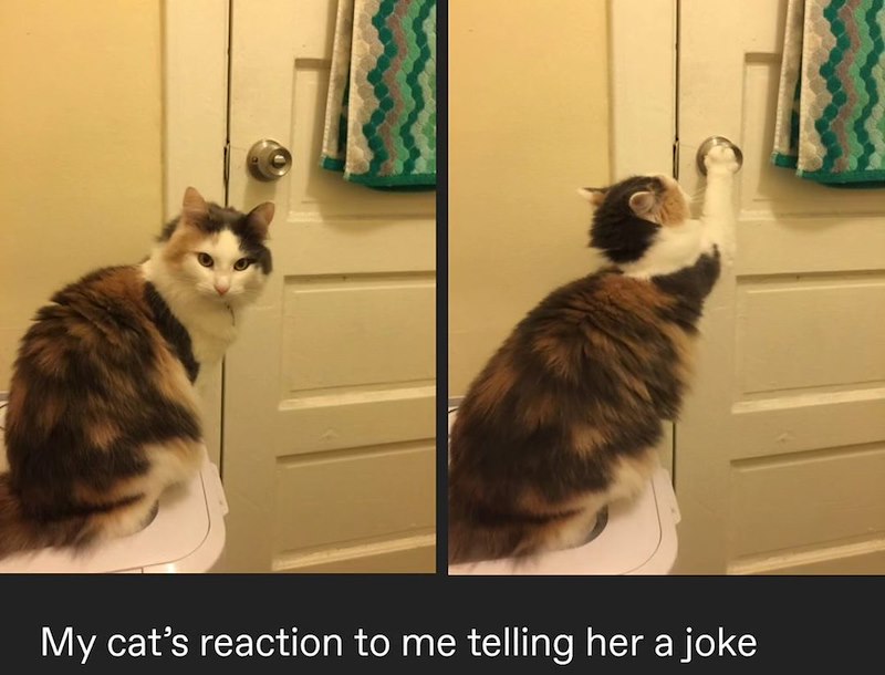 My cat's reaction to me telling her a joke