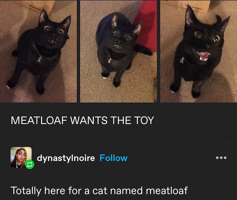 MADE IN MEX MEATLOAF WANTS THE TOY dynastylnoire Follow IN MEXICO Totally here for a cat named meatloaf