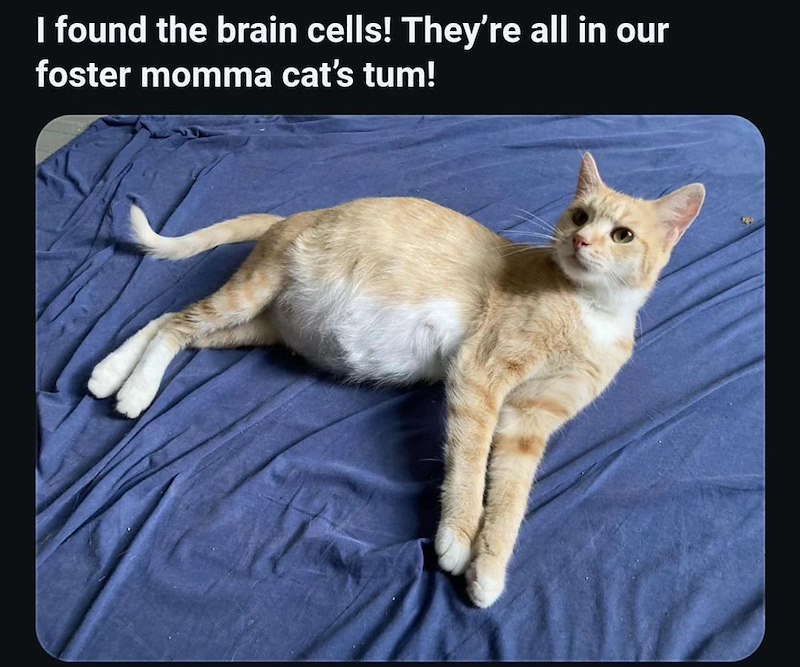 I found the brain cells! They're all in our foster momma cat's tum!