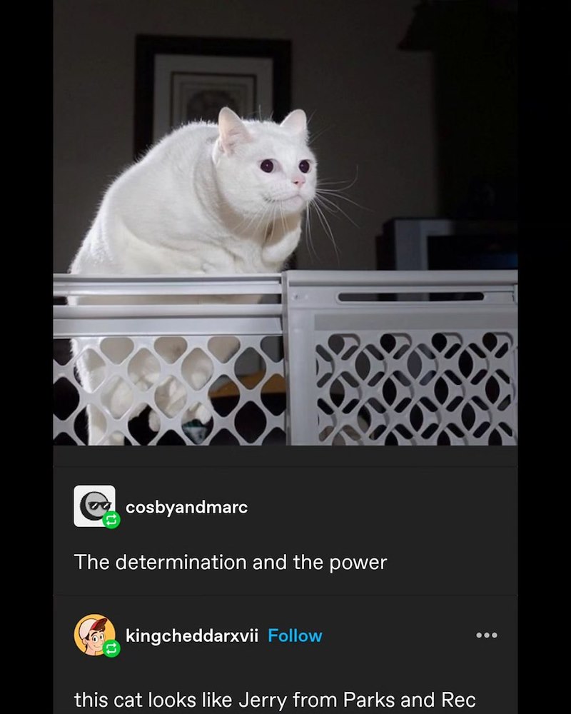 cosbyandmarc The determination and the power kingcheddarxvii Follow this cat looks like Jerry from Parks and Rec