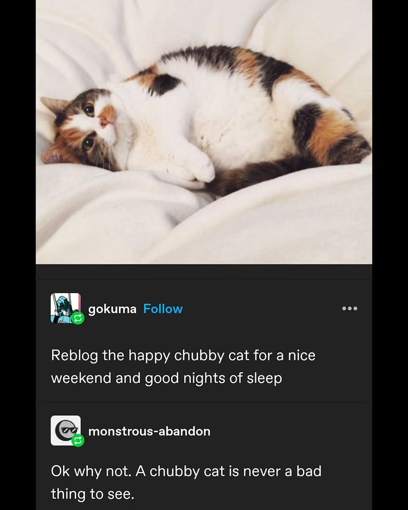 gokuma Follow Reblog the happy chubby cat for a nice weekend and good nights of sleep monstrous-abandon Ok why not. A chubby cat is never a bad thing to see.