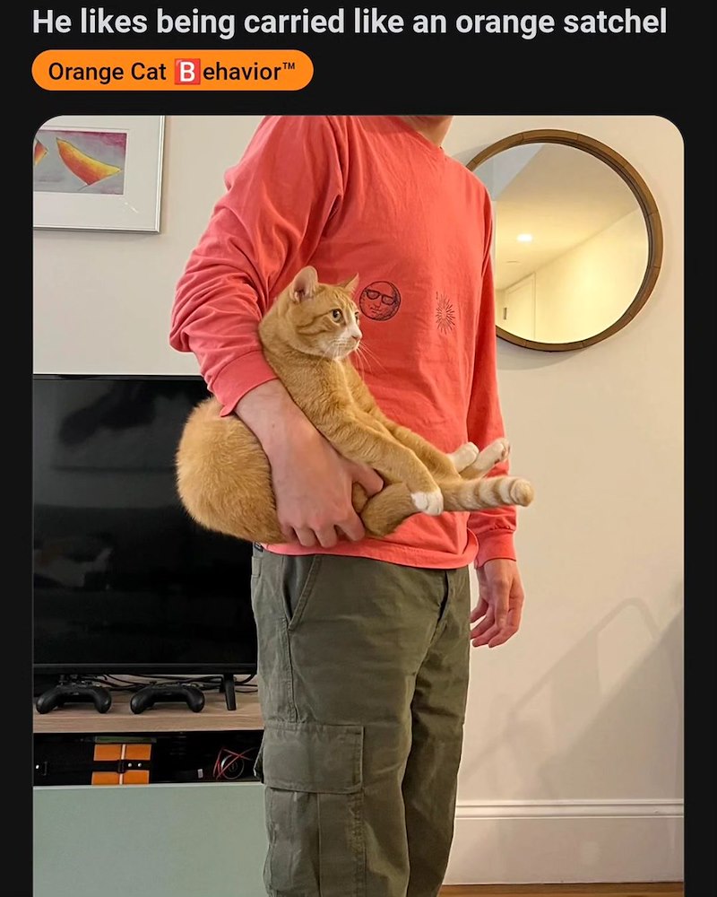 He likes being carried like an orange satchel Orange Cat Behavior™