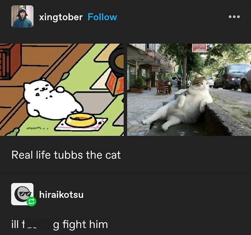 xingtober Follow Real life tubbs the cat ill f….. 15 hiraikotsu g fight him ONUR KEBAY