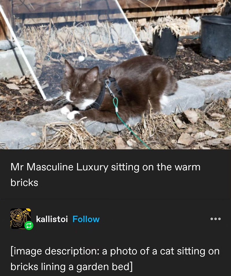 Mr Masculine Luxury sitting on the warm bricks kallistoi Follow [image description: a photo of a cat sitting on bricks lining a garden bed]