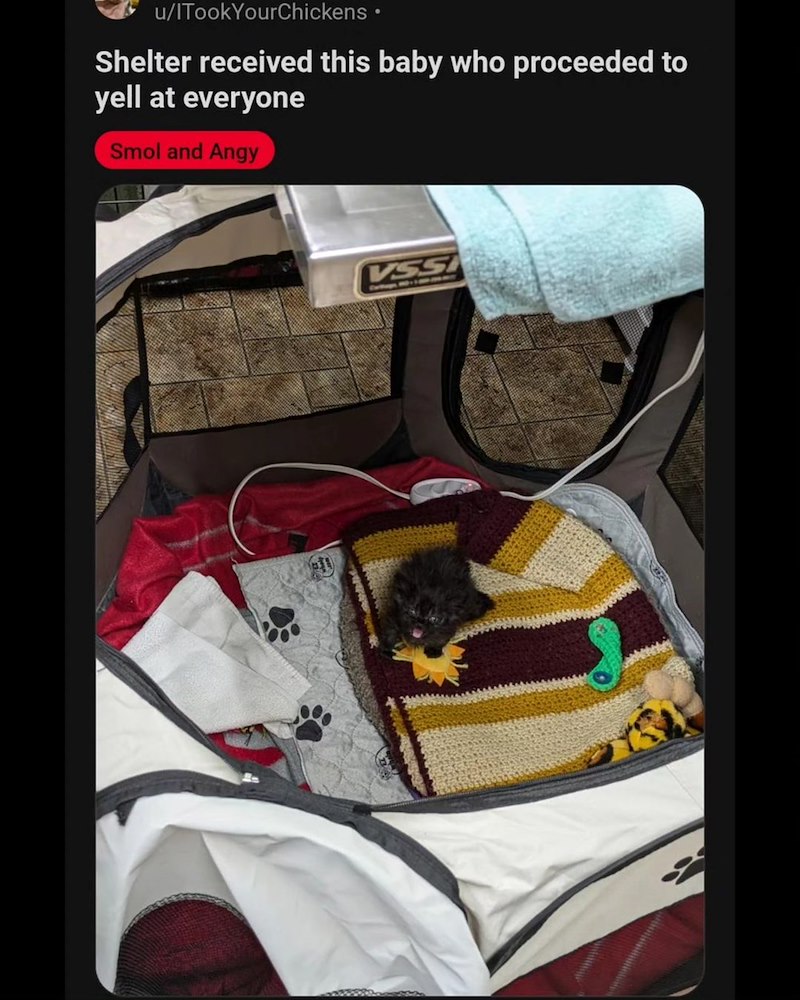 u/ITookYourChickens ⚫ Shelter received this baby who proceeded to yell at everyone Smol and Angy VSS