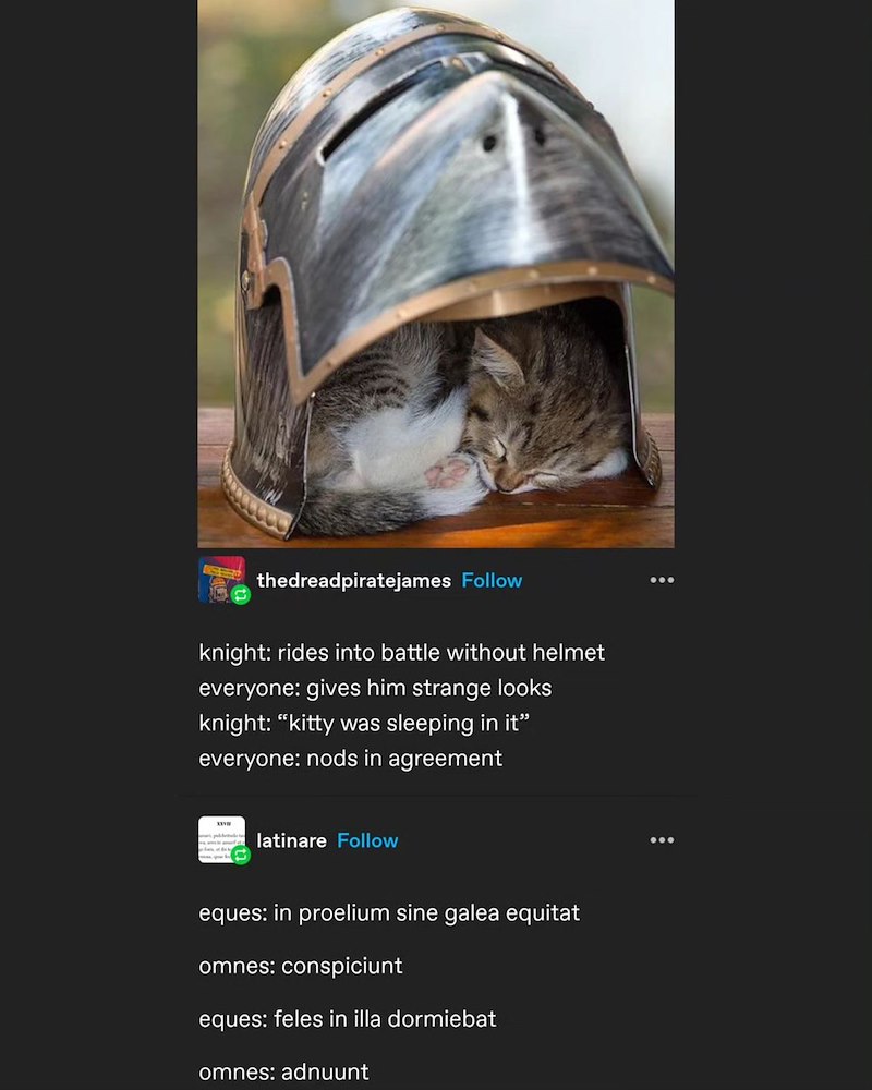 thedreadpiratejames Follow knight: rides into battle without helmet everyone: gives him strange looks knight: "kitty was sleeping in it" everyone: nods in agreement latinare Follow eques: in proelium sine galea equitat omnes: conspiciunt eques: feles in illa dormiebat omnes: adnuunt
