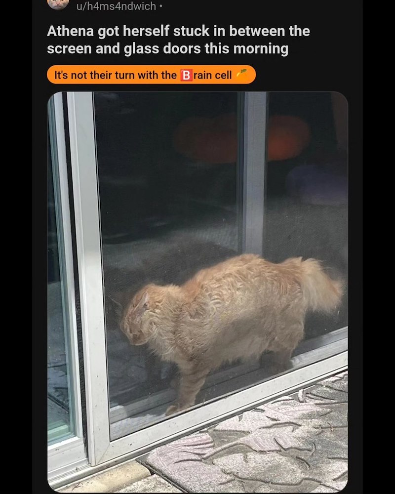 u/h4ms4ndwich ⚫ Athena got herself stuck in between the screen and glass doors this morning It's not their turn with the Brain cell