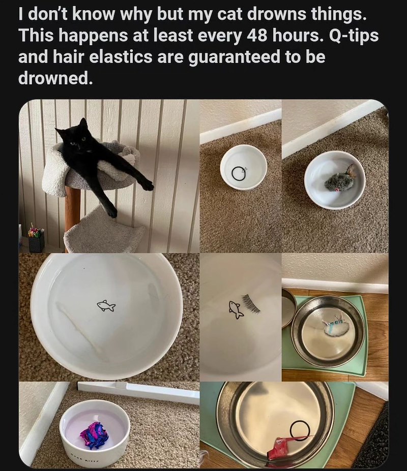 I don't know why but my cat drowns things. This happens at least every 48 hours. Q-tips and hair elastics are guaranteed to be drowned.