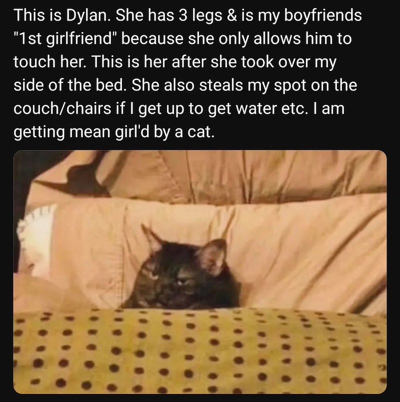 This is Dylan. She has 3 legs & is my boyfriends "1st girlfriend" because she only allows him to touch her. This is her after she took over my side of the bed. She also steals my spot on the couch/chairs if I get up to get water etc. I am getting mean girl'd by a cat.