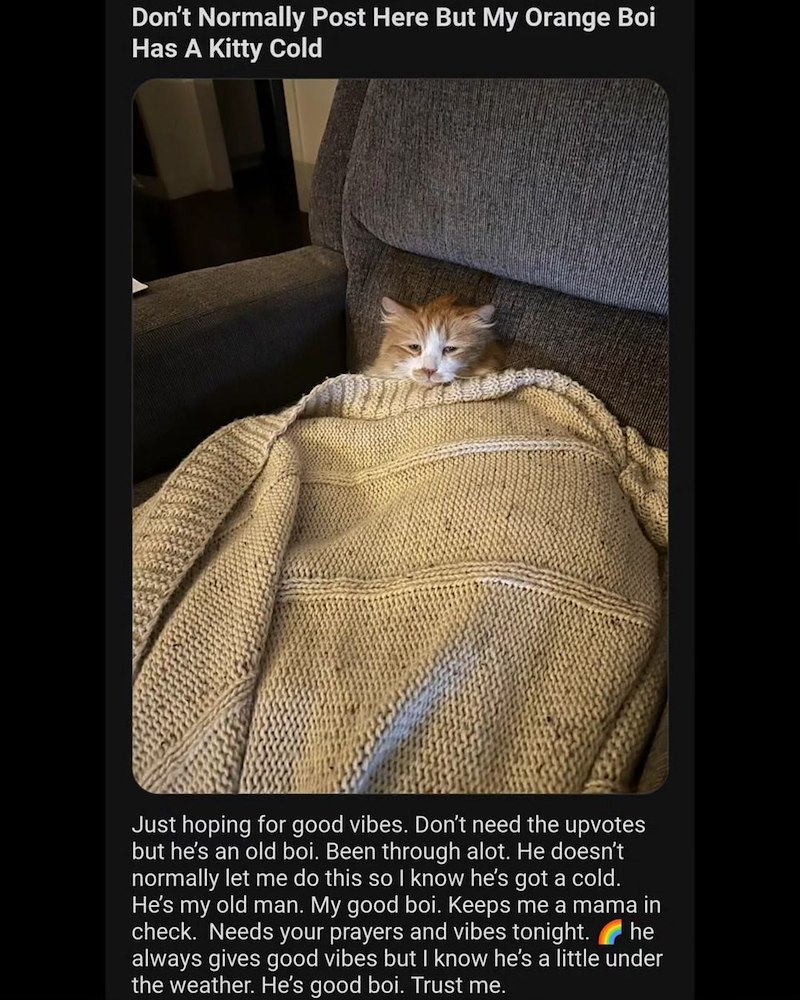 Don't Normally Post Here But My Orange Boi Has A Kitty Cold Just hoping for good vibes. Don't need the upvotes but he's an old boi. Been through alot. He doesn't normally let me do this so I know he's got a cold. He's my old man. My good boi. Keeps me a mama in check. Needs your prayers and vibes tonight. always gives good vibes but I know he's a little under the weather. He's good boi. Trust me. he